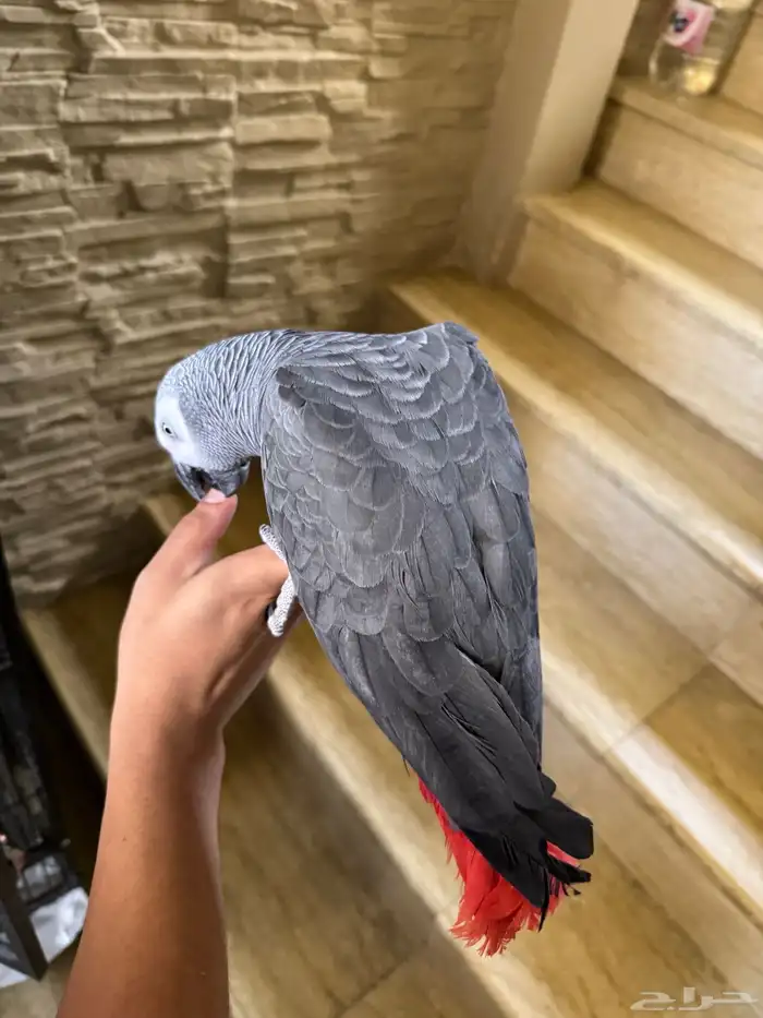 كاسكو الف حمامه للبيع متكلم 4