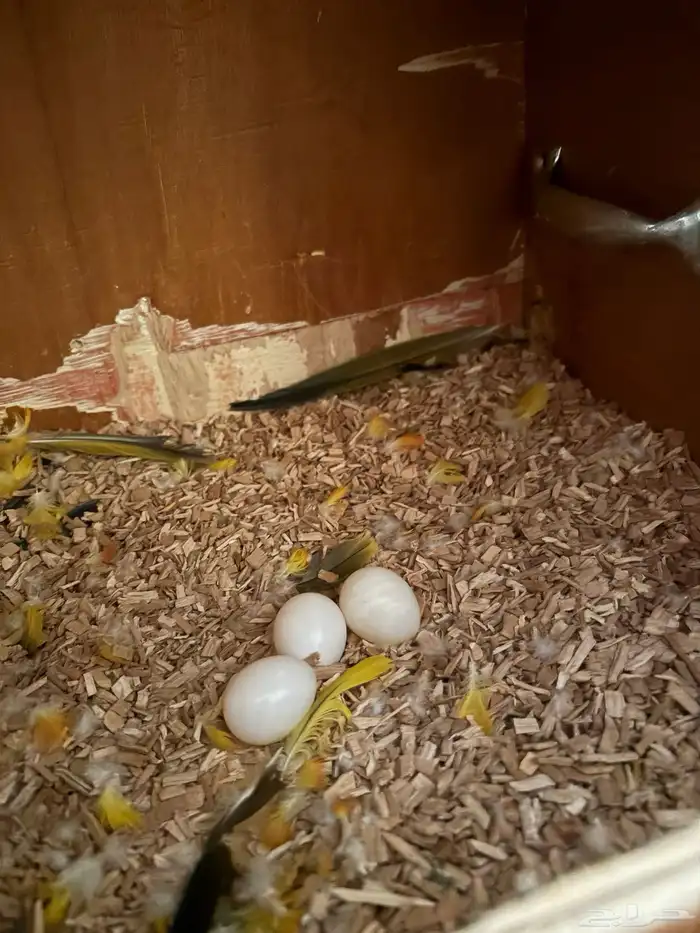 زوج صن كنيور محلل 1