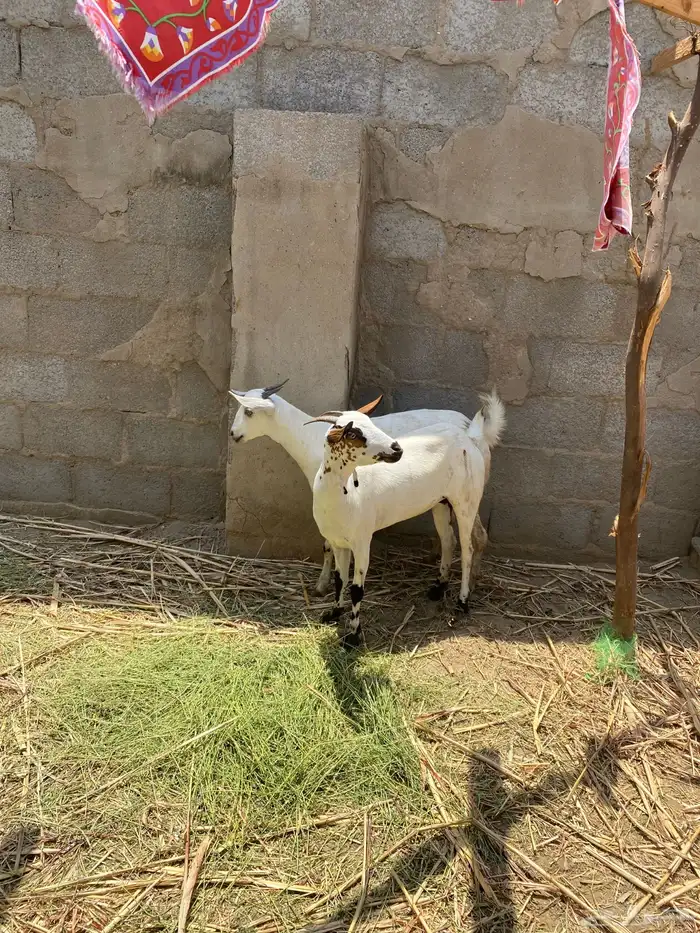 غنم بيشيات للبيع 20