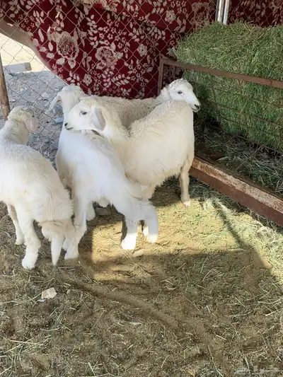 بهم شعره وأطراف 3