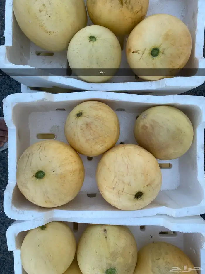 خظار موسمية بلديه كل يوم بيومه 4