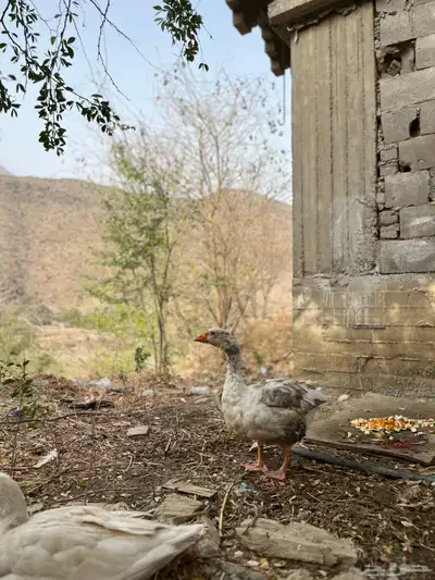الوز زوج منتج 1