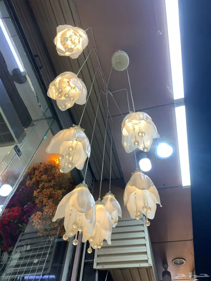 نجفه 8حبات 1