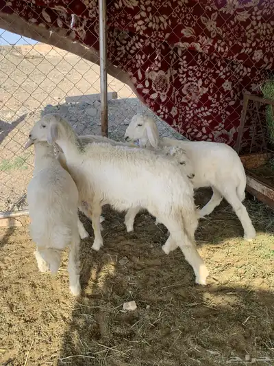 بهم شعره وأطراف 1