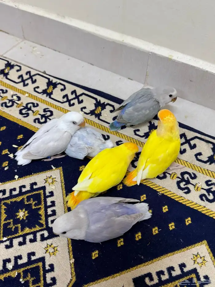 فروخ روز هولنديه ( تم البيع ) . 0