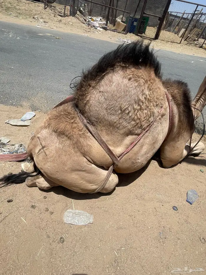 قعدان مسكته زواج مبدا للتواصل 3