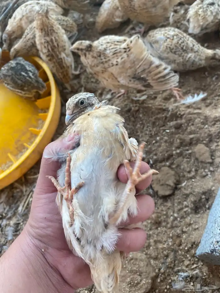 سمان سوبر جانبو شحم فل 5