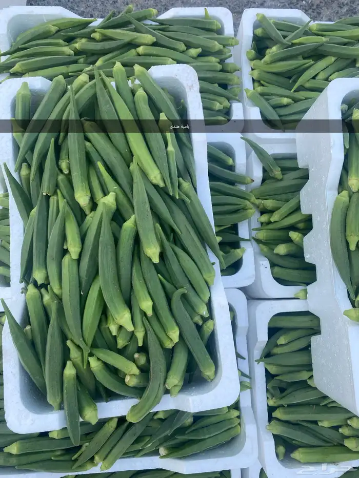 خظار موسمية بلديه كل يوم بيومه 5