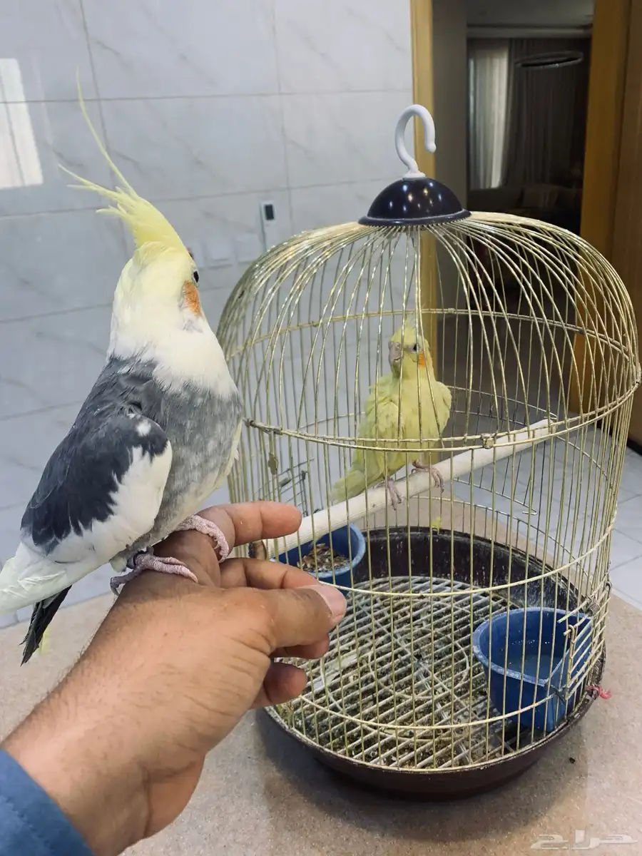 زوج كروان 3