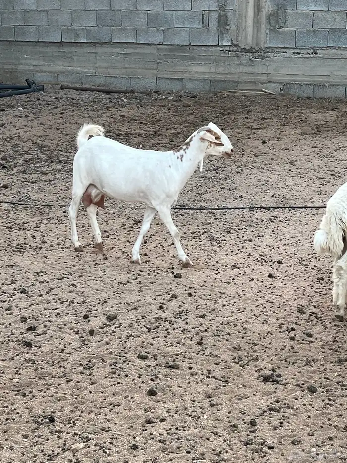 جفار بيشيه 3