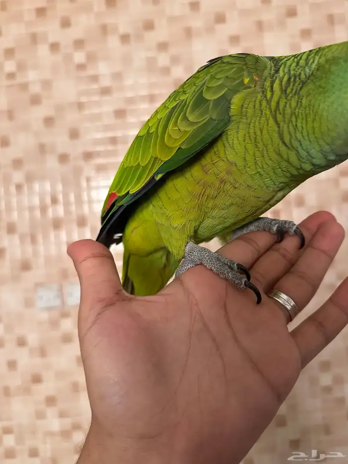 ببغاء امزوني (بلو فرنتد اليف و هدد و طفره) تم البيع 1