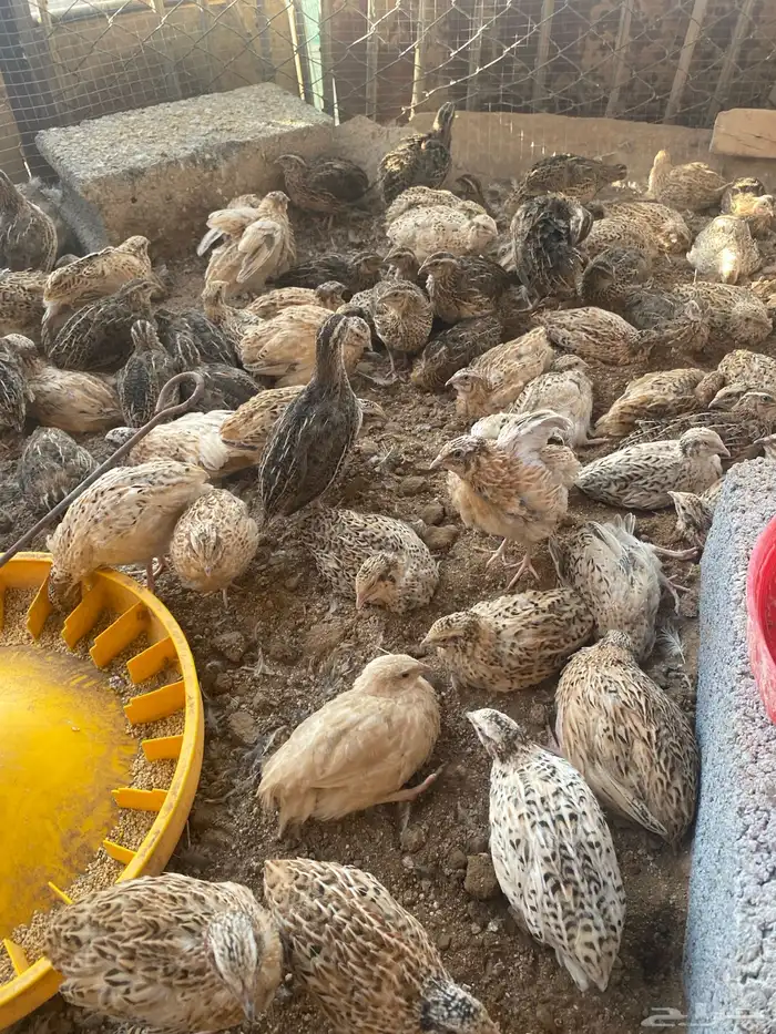سمان سوبر جانبو شحم فل 0