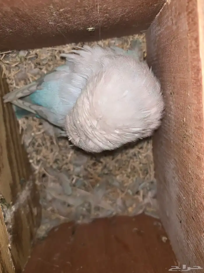 ببغاء 2