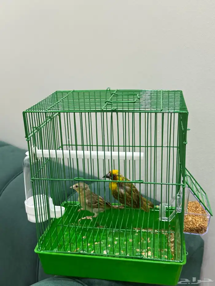 عصافير نظيفة للبيع 0