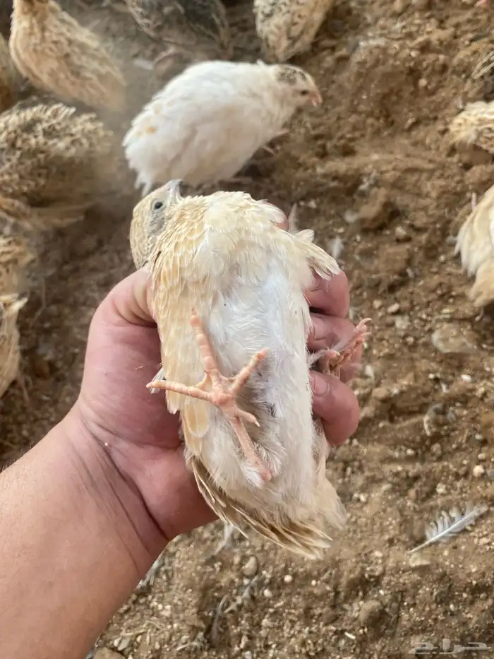 سمان سوبر جانبو شحم فل 4