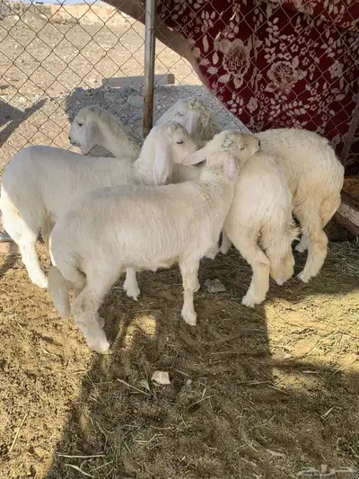بهم شعره وأطراف 5