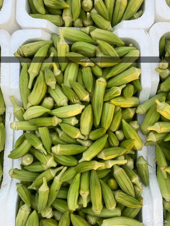 خظار موسمية بلديه كل يوم بيومه 2