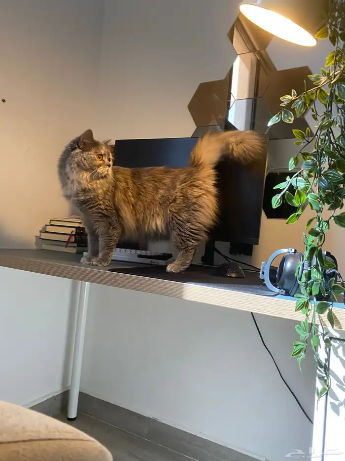 شيرازي عمره سنه مع كامل أغراض تبني والأغراض مجانا 2