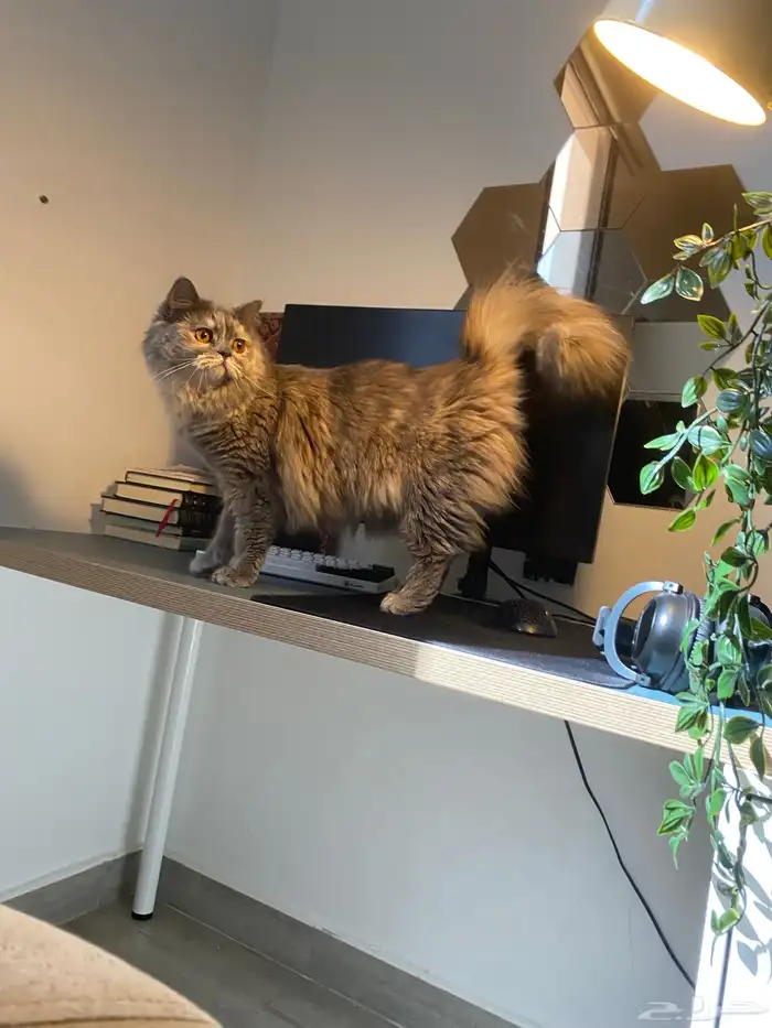 شيرازي عمره سنه مع كامل أغراض تبني والأغراض مجانا 0