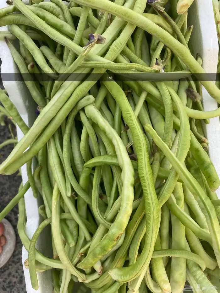خظار موسمية بلديه كل يوم بيومه 3