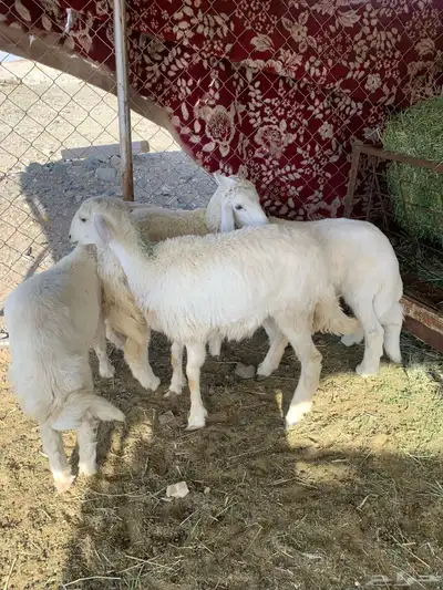 بهم شعره وأطراف 0