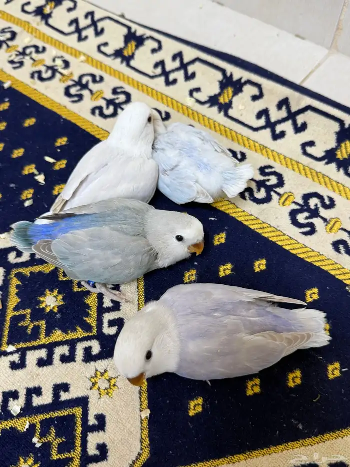 فروخ روز هولنديه ( تم البيع ) . 2