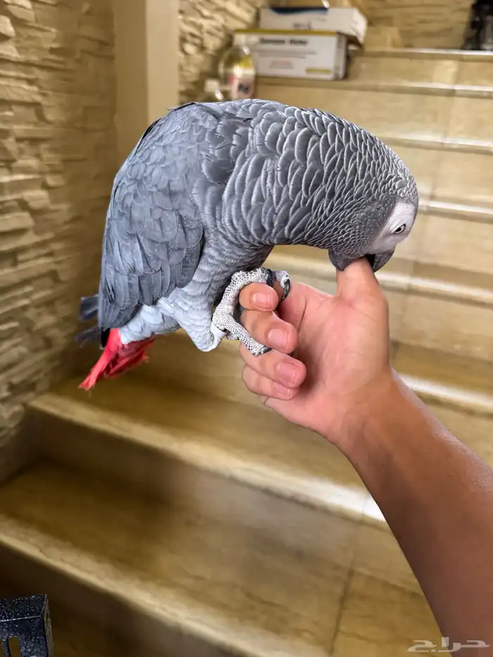 كاسكو الف حمامه للبيع متكلم 7
