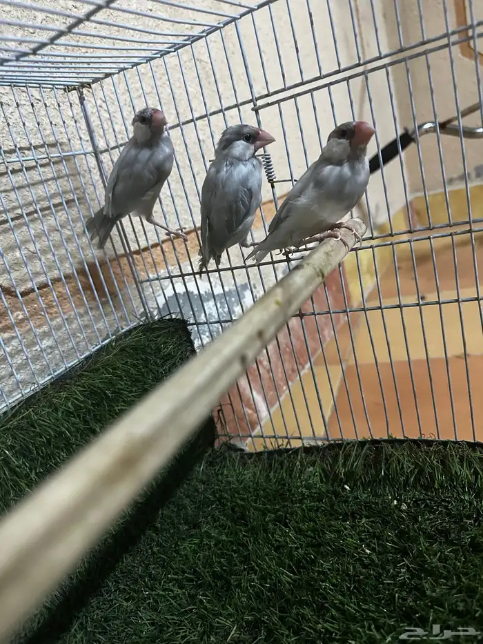 جاوا 1