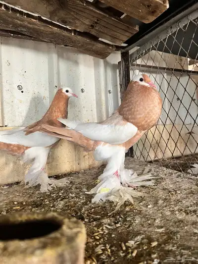 طبات مسوبع وبومريان 4