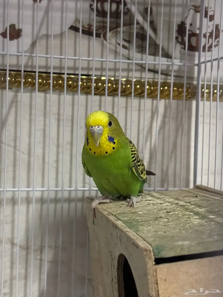 عصفور 1