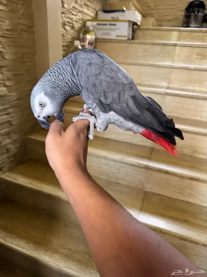 كاسكو الف حمامه للبيع متكلم 5