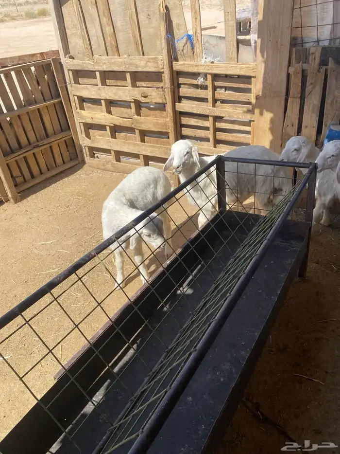 البيع حريات العدد 10 منصوف ونظاف على شرط وشكل طيب 2