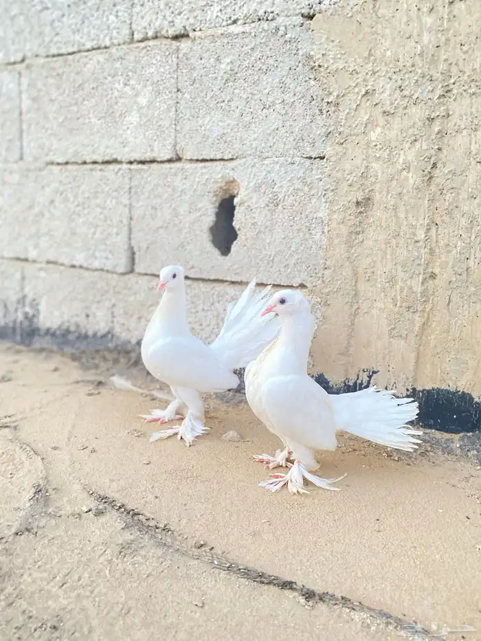 حمام هزاز هندي اقبل بدل زواج حمام 0