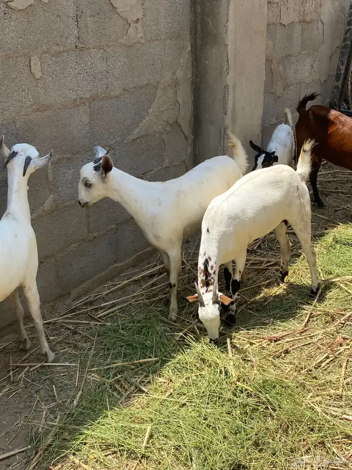 غنم بيشيات للبيع 9