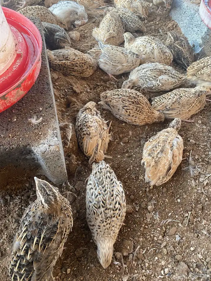 سمان سوبر جانبو شحم فل 1