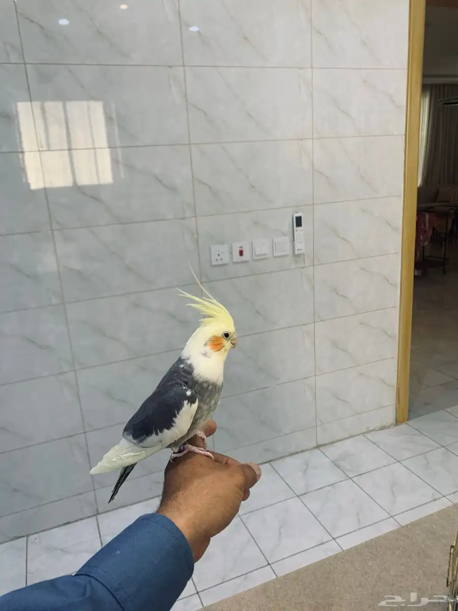 زوج كروان 1