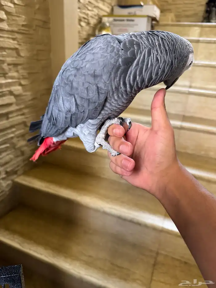 كاسكو الف حمامه للبيع متكلم 9