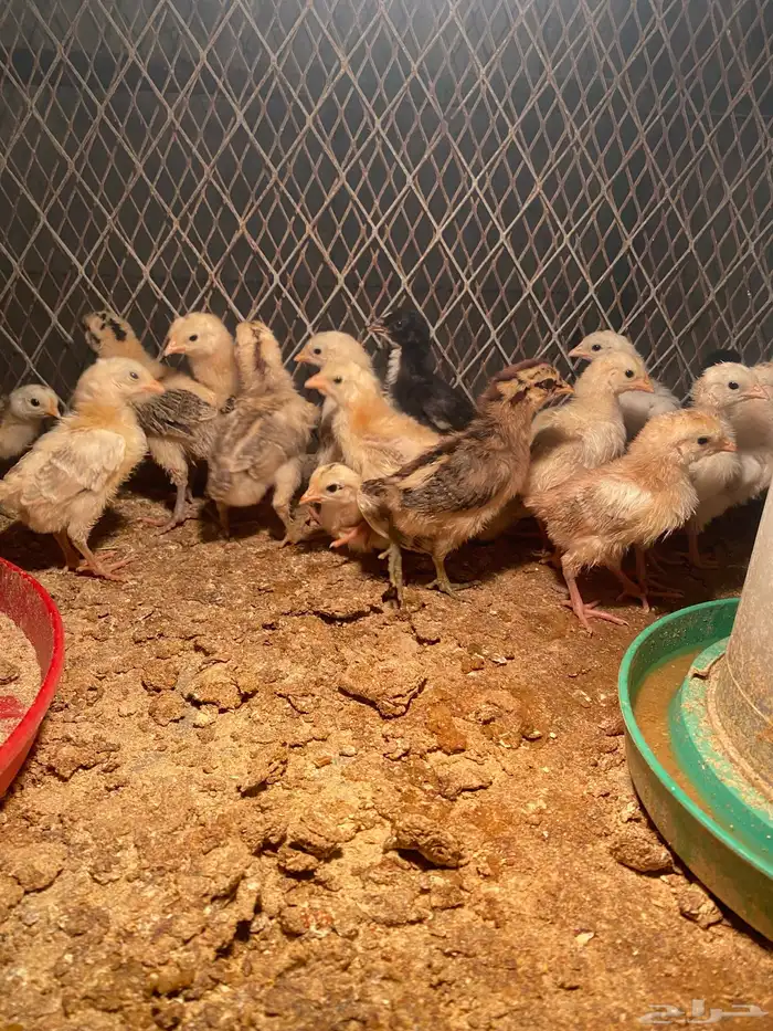 دجاج فروخ 1
