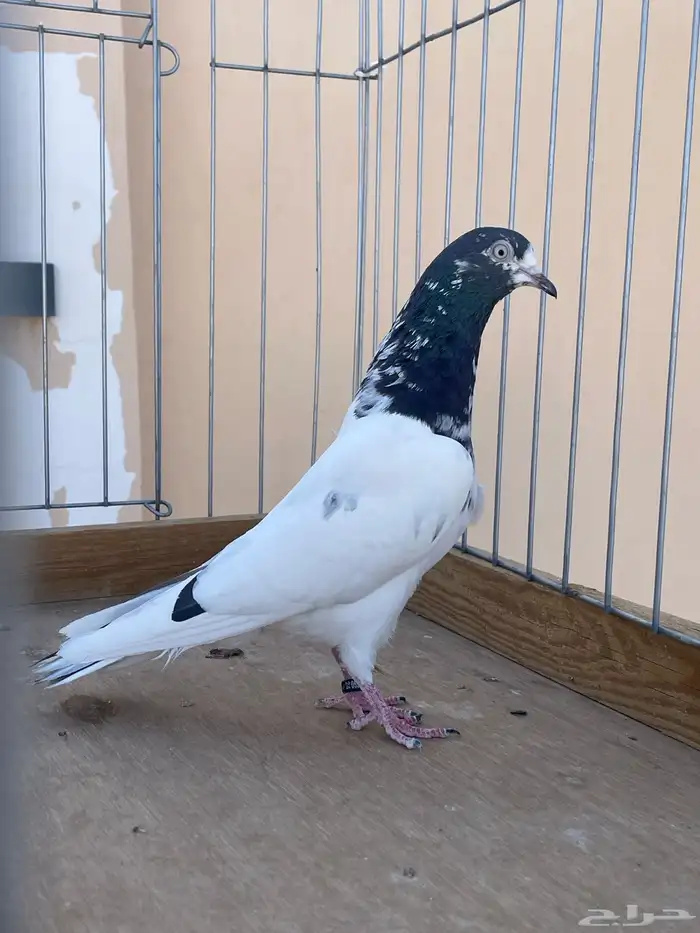 للبيع تيدي سخي 5