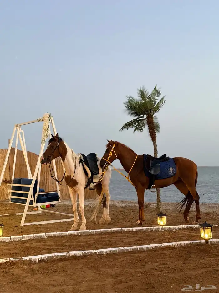 كرفان هورس بيتش على البحر مباشرة 0