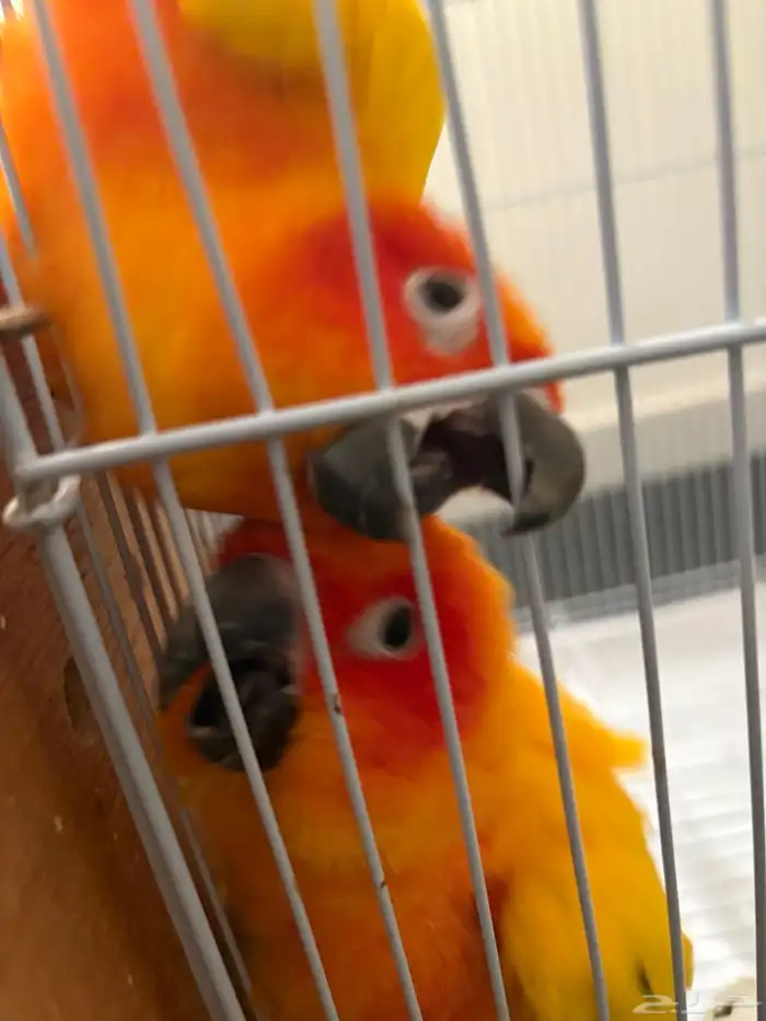 زوج صن كنيور محلل 3