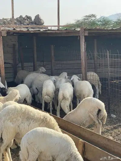 ذبيحتك لباب بيتك 2
