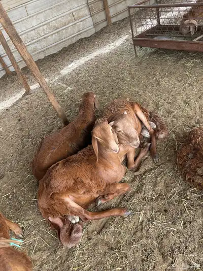 ذبيحتك لباب بيتك 5