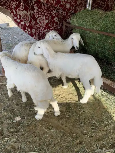 بهم شعره وأطراف 2