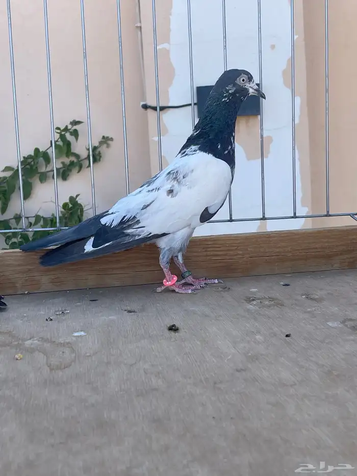 للبيع زوج تيدي 3