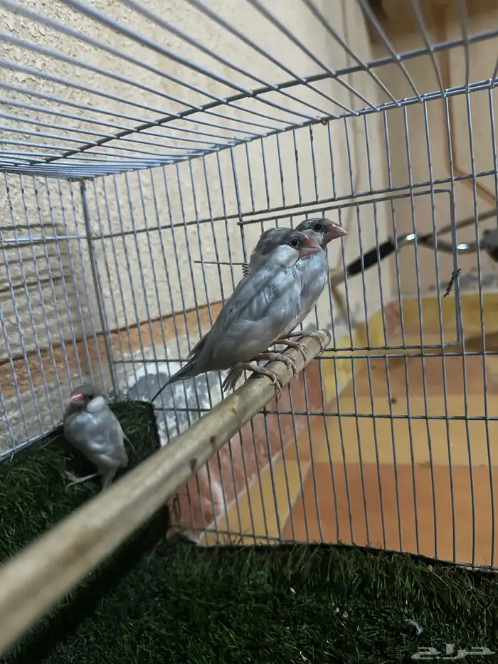 جاوا 2