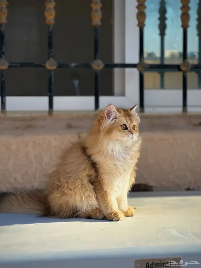 سكوتش استريت لونق هير جدا  جميلة 2