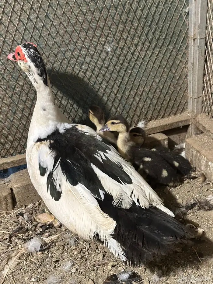 بطة بلدي مع ثلاث فروخ 3