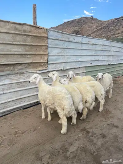 ذبيحتك لباب بيتك 3