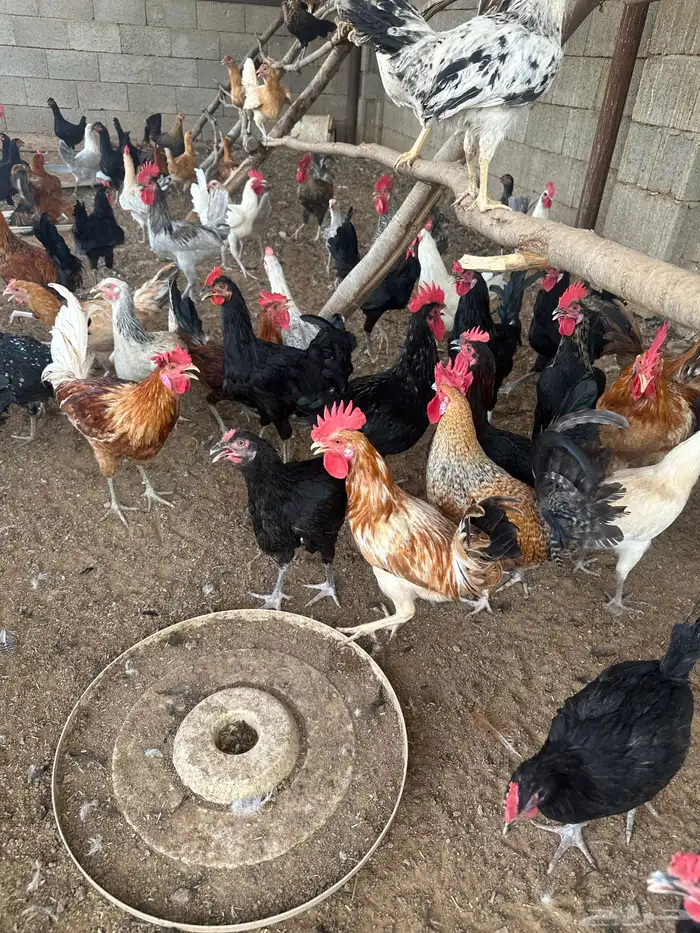دجاج بشاير اعمار 6 اشهر 3